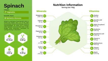 Spinach vegetable  and its nutritional properties -Vector illustration