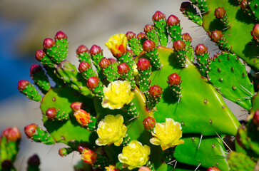 Obraz na płótnie Canvas Beautiful yellow Prickly pear cactus flower at a botanical garden.