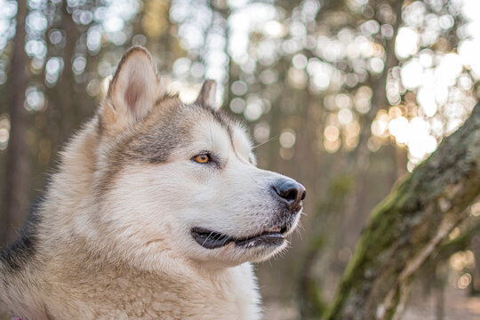 Alaskan Malamute observing the forest. Attentive look, bright lovely brown eyes, ears listening to the sounds. Selective focus on the details, blurred background.