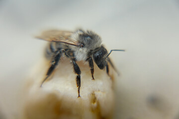 bee on yellow flower