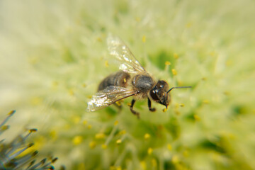 bee on flower