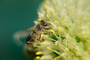 bee on a flower
