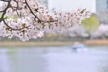 韓国・ソウル・石村湖に咲く桜