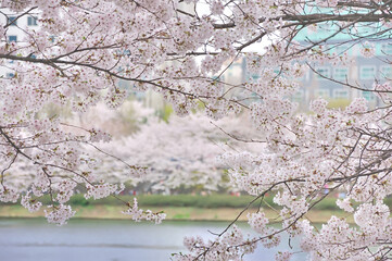 韓国・ソウル・石村湖に咲く桜