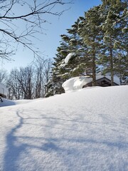 snow covered trees