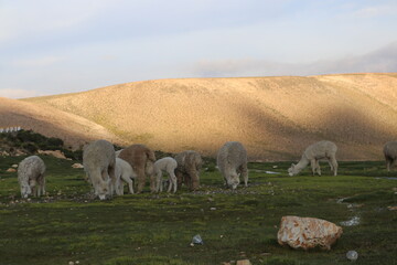 Naklejka premium ovejas comiendo cesped