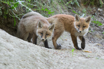 Brothers, portrait of red foxes (Vulpes vulpes)