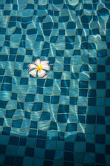 White flower in the pool for Spa or Nature Concept