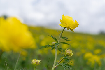 Close up of yellow flower on the meadow