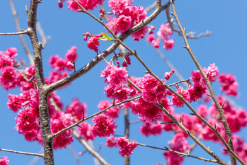 Pink cherry blossom with blue sky.
