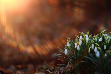 spring wildflowers sun rays bokeh snowdrops, warm golden spring background sunrise in march