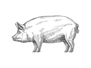Sketch of a pig