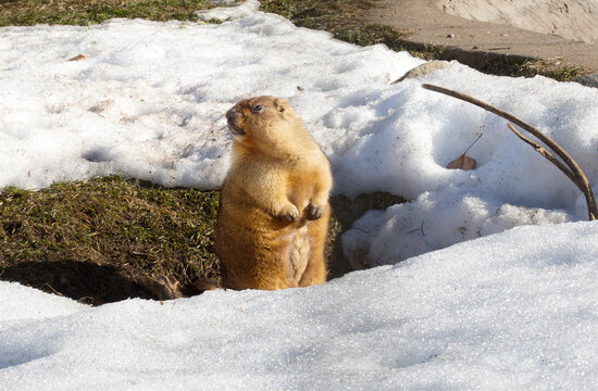 Bobak marmot (woodchuck).
 This is a rodent, an inhabitant of the steppes of Europe and Asia. The color of the animal is sandy yellow. Woodchuck wool is short and soft.