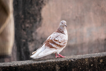 domestic colorful pigeons perched on the wall