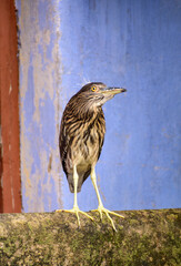 The black crowned night heron is sitting on a ledge