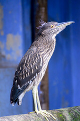 The black crowned night heron is sitting on a ledge