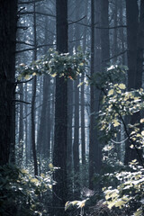 Foggy summer morning in the woods. Cold toned colors, dark pine trunks, sunlit oak tree leaves in a forest. Selective focus on the details, blurred background.