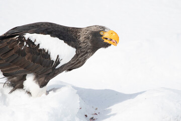 Steller's sea eagle feeding on the ice