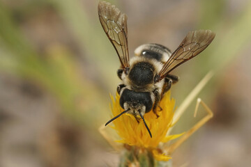 Closeup of a female White sectioned leafcutter, Megachile albisecta drinking nectar from a yellow starthistle, Centaurea solstitialis