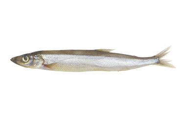 Capelin fish isolated on white background