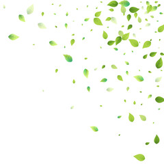 Leaves Green Falling Flying Foliage Leaf Tea Mint