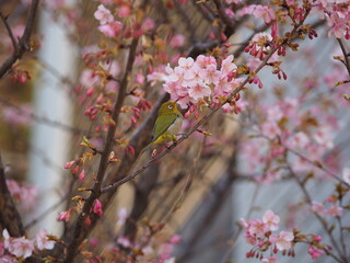 メジロと桜