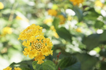 庭の黄色いランタナ