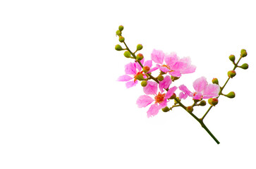 A bunch of pink blossom petals flower in a spring season isolated on white background.