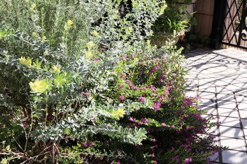 冬のロータスとクフェア