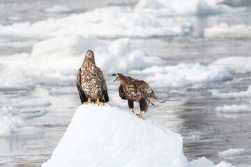 Two white-tailed eagles juvenile on the ice