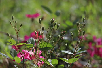 pink rose buds - view of pink rose buds before blossom during morning sunshine.