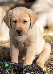 a close-up of a Labrador Retriever puppy