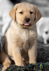 a close-up of a Labrador Retriever puppy