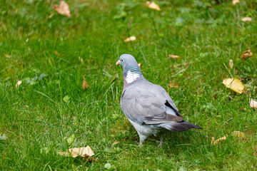 Pigeon on grass field in park