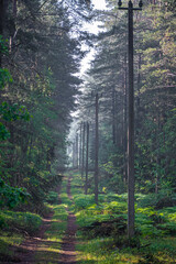 Narrow forest road and pylons in the woods. Tall pine trees, green fir leaves, morning sunlight in Lithuania. Selective focus on the details, blurred background.