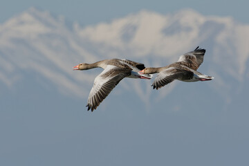 Greylag Goose (Anser anser)