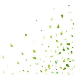 Leaves Green Falling Flying Foliage Leaf Tea Mint