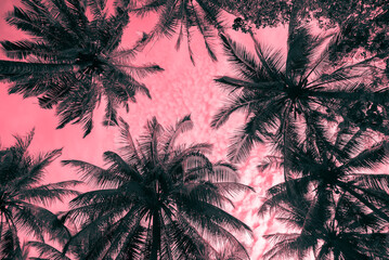 Abstract pattern coconut palm tree leaf background. Art nature pattern background or tropical summer beach holiday vacation traveling, save the earth concept. © pla2na