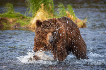 Fototapeta na wymiar Russian brown bear fishing in the lake, Kamchatka, Russia 