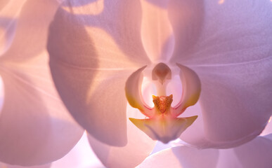 A photo of a beautiful Orchid. A photo of a beautiful Orchid.