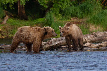 Two young brown bears at the lake of Kamchatka, Russia
