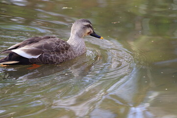 水鳥