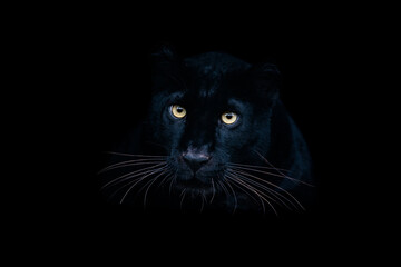 Black panther with a black background