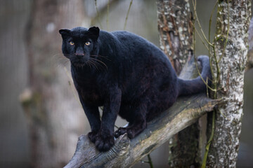 Black panther sitting on a tree