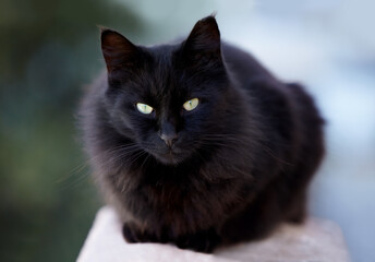 Cat on the prowl. A black cat looking at you.
