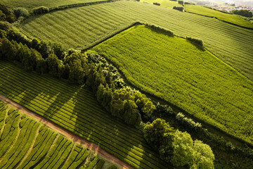 Obraz premium Scenic landscape of tea plantations on sunny day