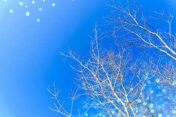 ロマンチックな冬の木立の輝き　