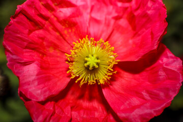 Red  Iceland Poppy  bloom ;  frontal view  ; close up
