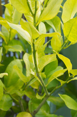 Green Yellow Leaves Green Yellow Leaves