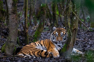 Fototapeta na wymiar Tiger resting in the forest